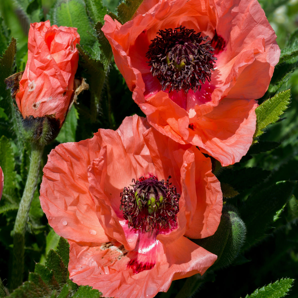 Klaproos 'Effendi' (x3) - Bakker