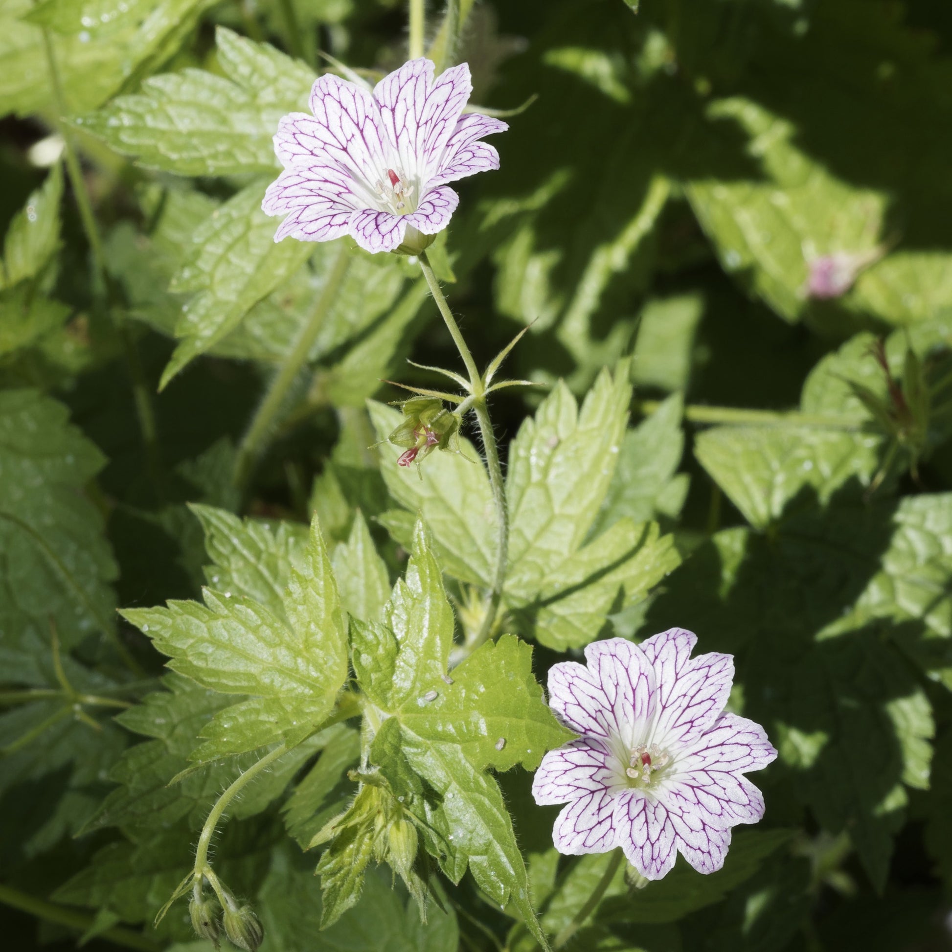 Winterharde geranium Mix 'Katharine Adèle' + hymalayense (x9) - Geranium oxonianum katharine adèle , himalayense, - Vaste planten