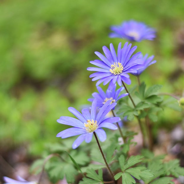 Anemone Blanda Blauw (x30) - Anemone blanda Blue Shades - Bakker