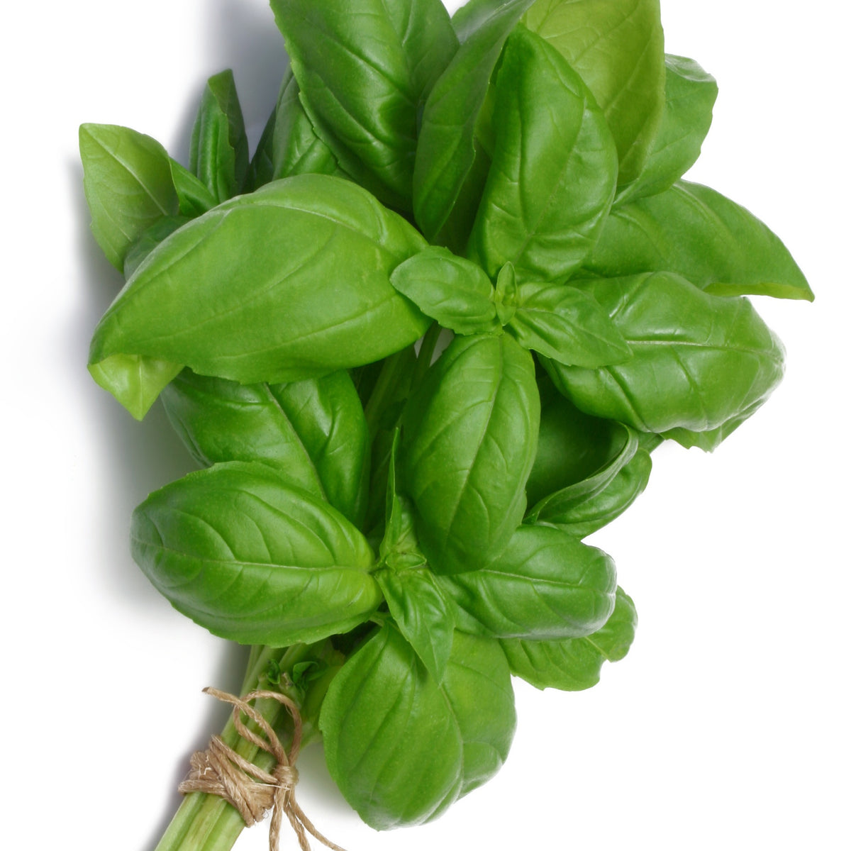 Verzameling van aromatische planten (x4) - Basilic, ciboulette, persil, thym - Bakker