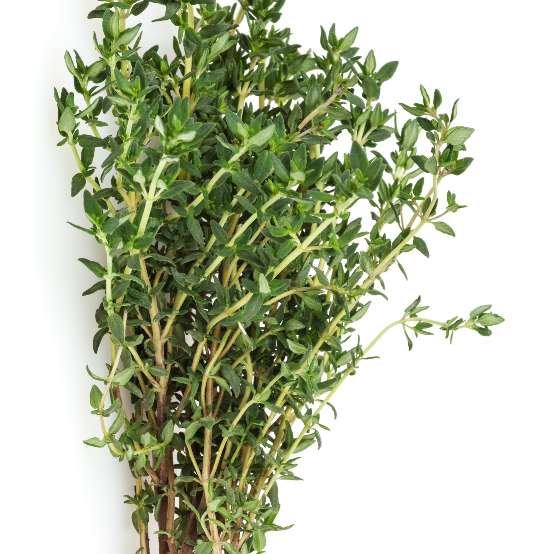 Verzameling van aromatische planten (x4) - Basilic, ciboulette, persil, thym