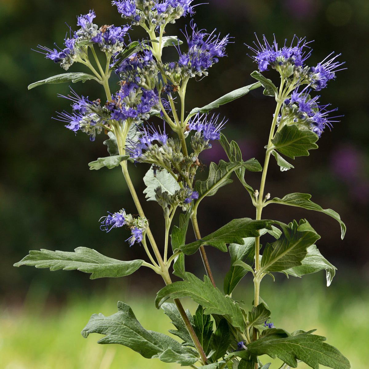 Blauwe spirea 'Good as Gold' - Bakker