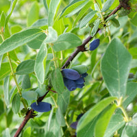 Honingbes 'Borealis' - Lonicera caerulea 'borealis' - Fruit