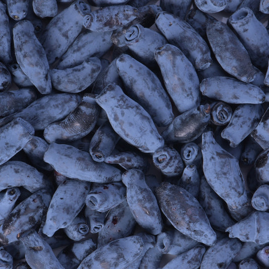 Honingbes 'Borealis' - Bakker