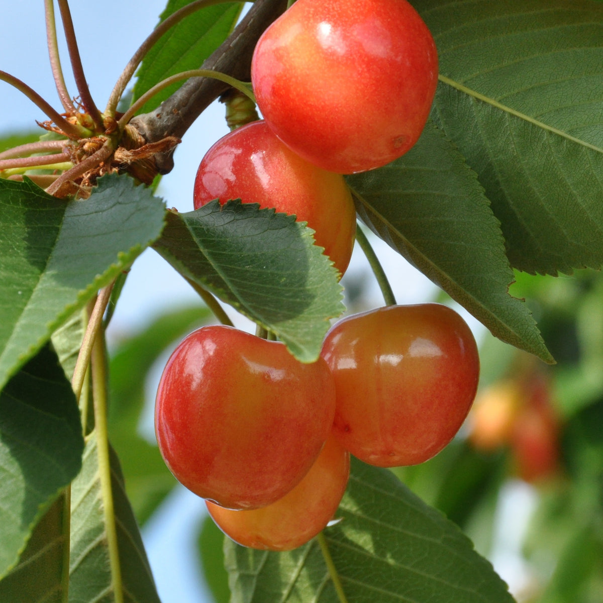 Kersenboom Mix 'Napoléon' + 'Van' + 'Summit' - Prunus avium napoléon, van, summit - Bakker