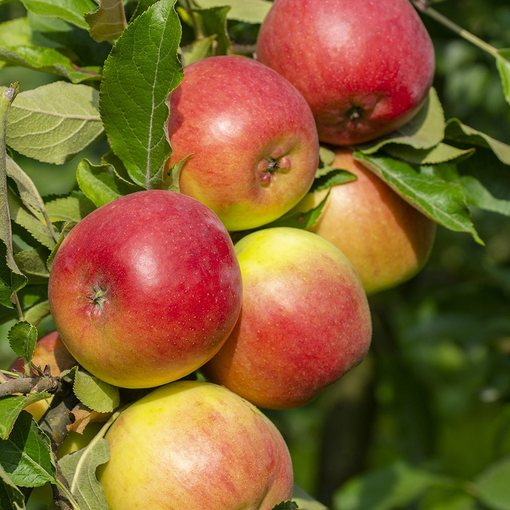 Appelboom Mix - 'Reine de Reinettes' + 'Cox's' + 'Golden Delicious' - Malus domestica reine de reinettes, cox's, golden delicious - Bakker