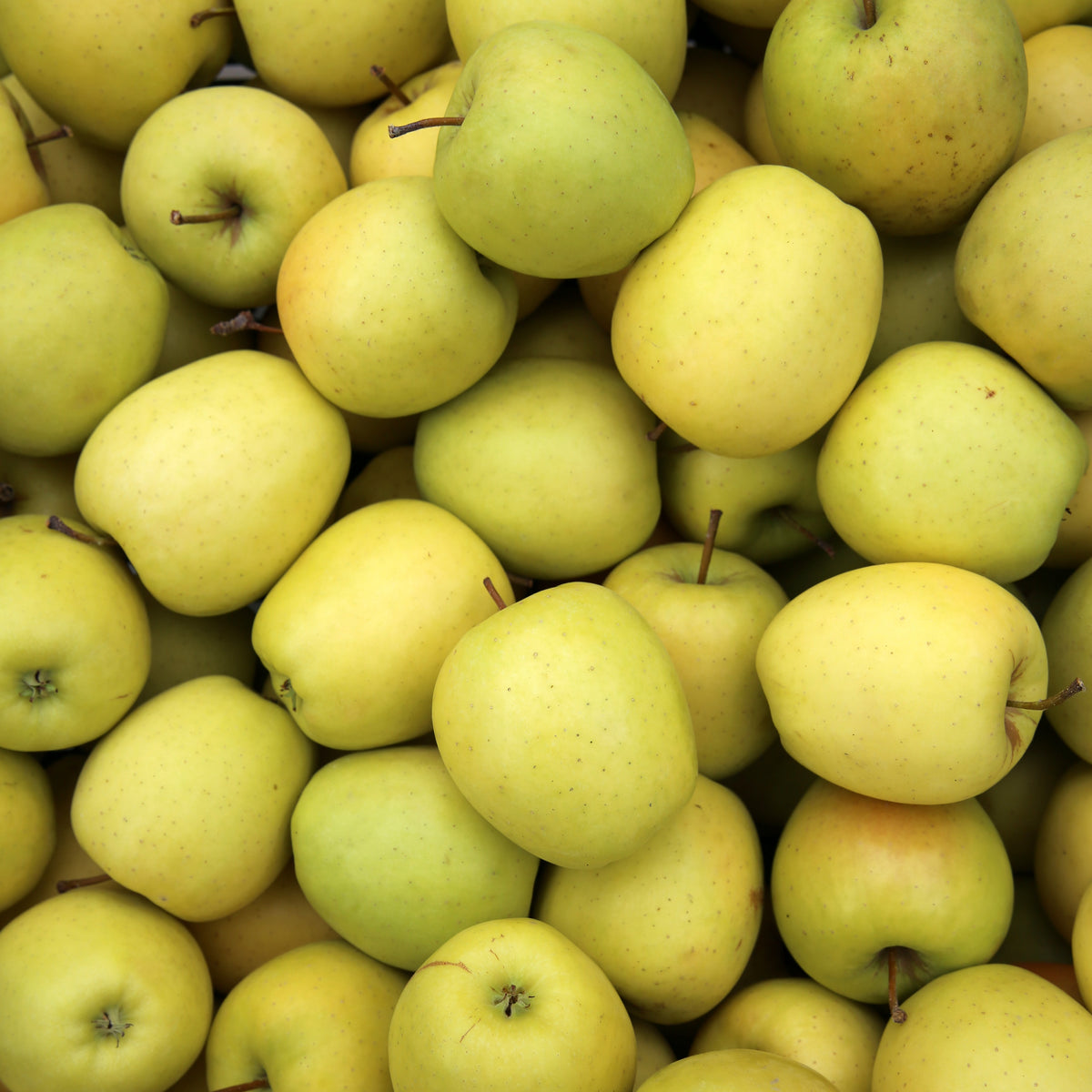 Malus domestica reine de reinettes, cox's, golden delicious - Appelboom Mix - 'Reine de Reinettes' + 'Cox's' + 'Golden Delicious' - Appelbomen