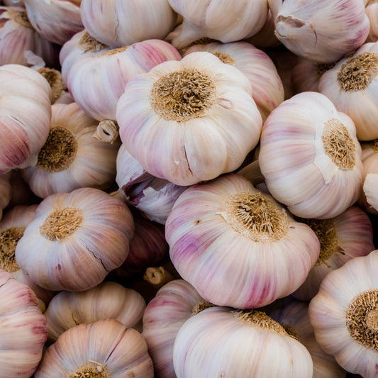 Roze knoflook - Allium sativum - Moestuin