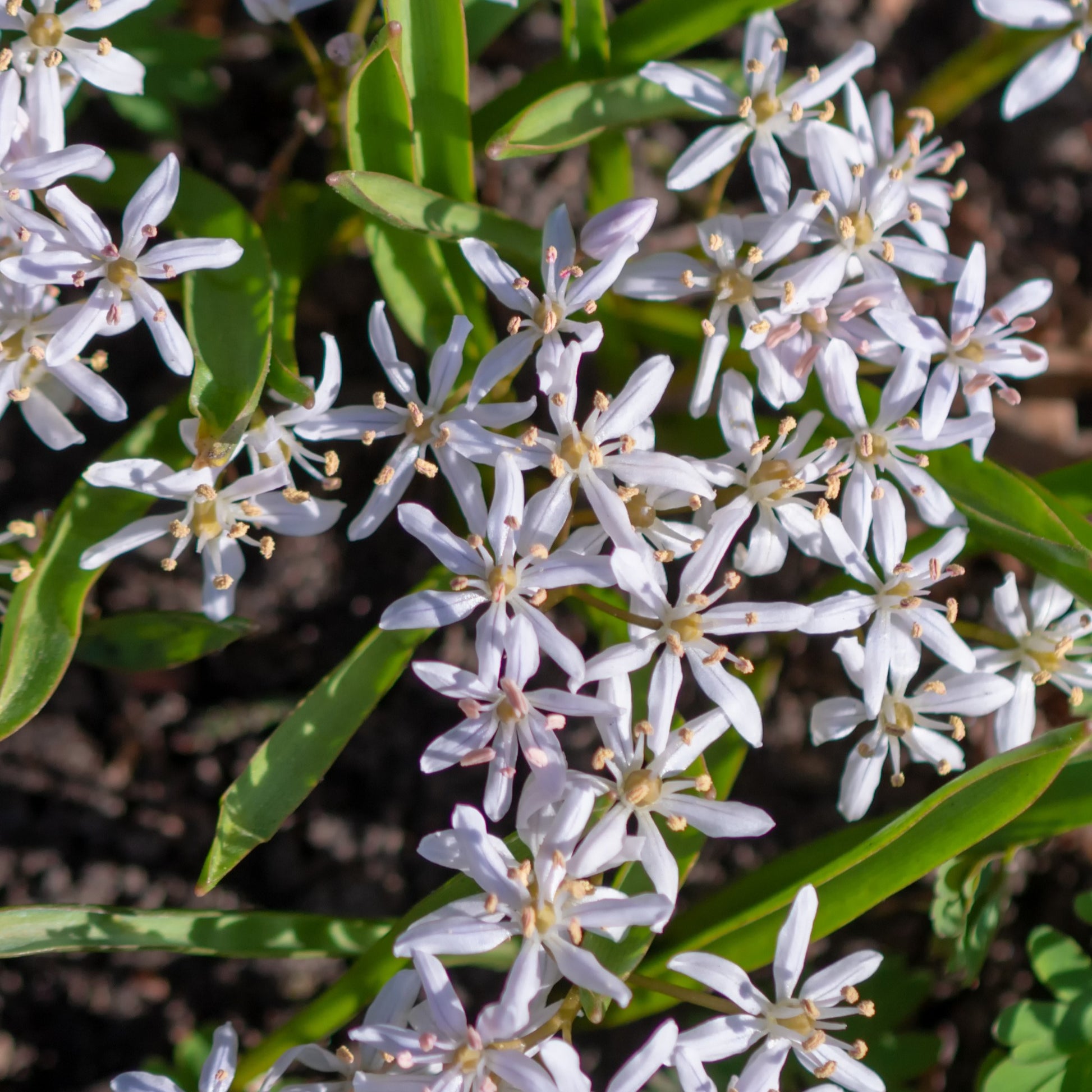 Scilla's met twee bladeren (x10) - Scilla bifolia rosea - Bloembollen