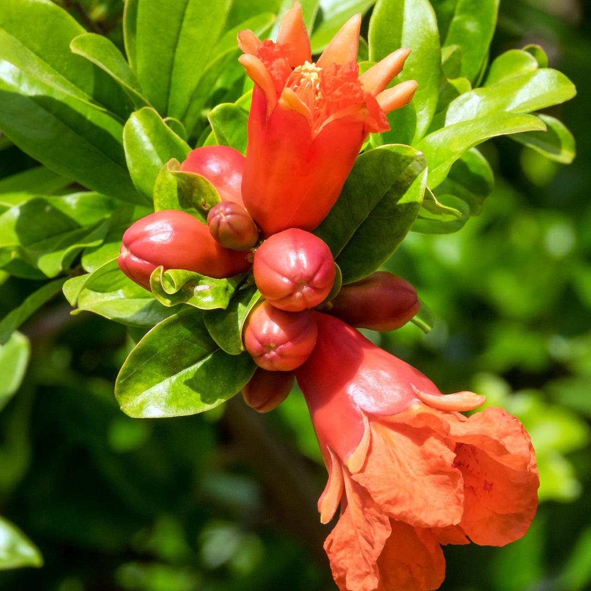 Punica granatum dente di leone - Granaatappelboom 'Dente di Leone' - Granaatappel