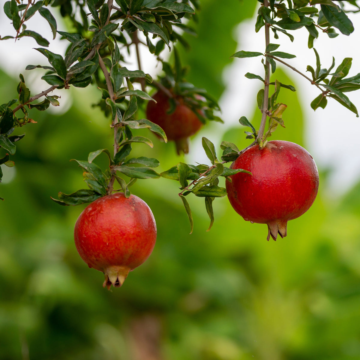 Granaatappelboom 'Fina Tendral' - Punica granatum fina tendral - Bakker