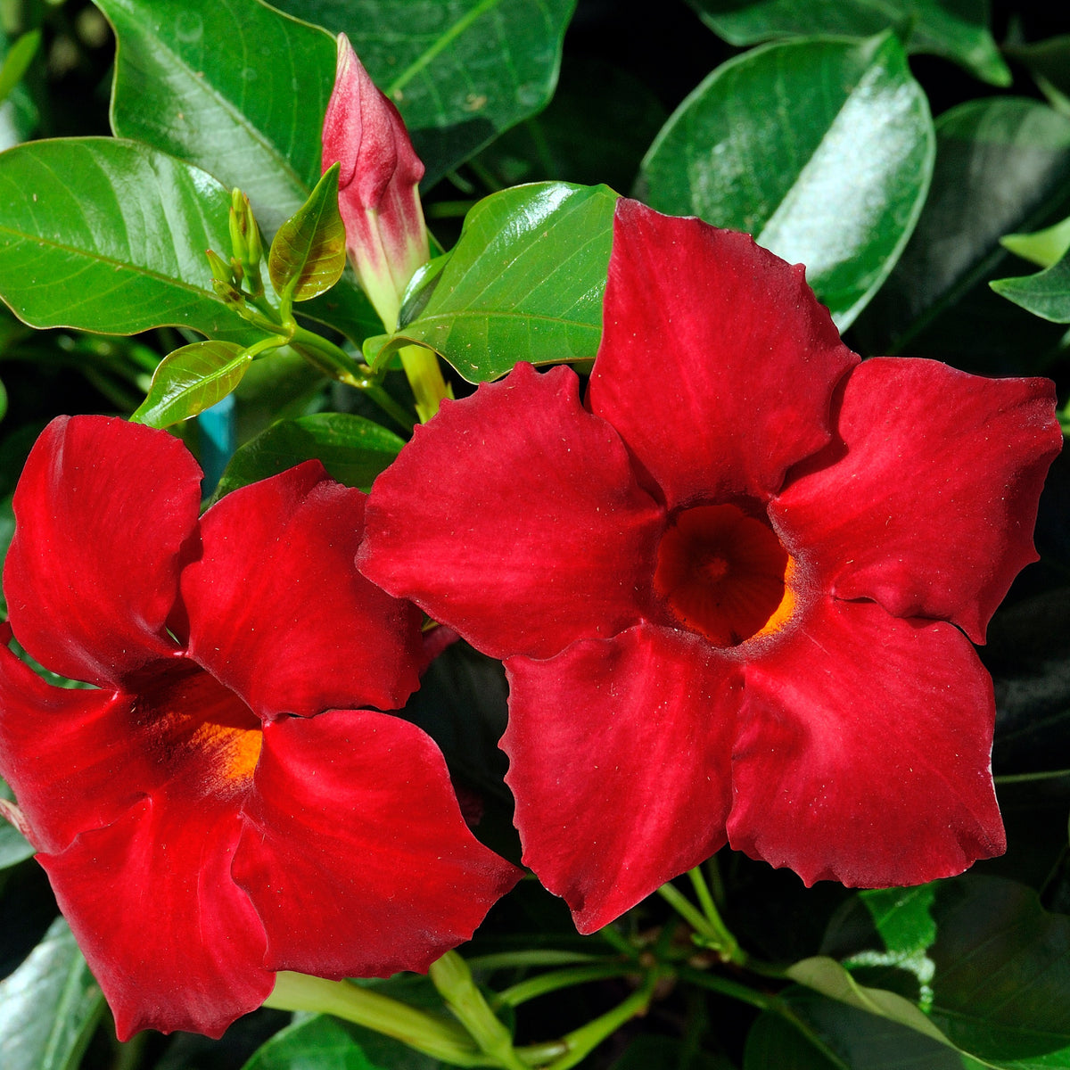 Braziliaanse jasmijn - Mandevilla sanderi - Bakker