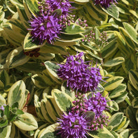 Struikveronica 'Variegata' - Hebe speciosa 'variegata' - Terras- en balkonplanten