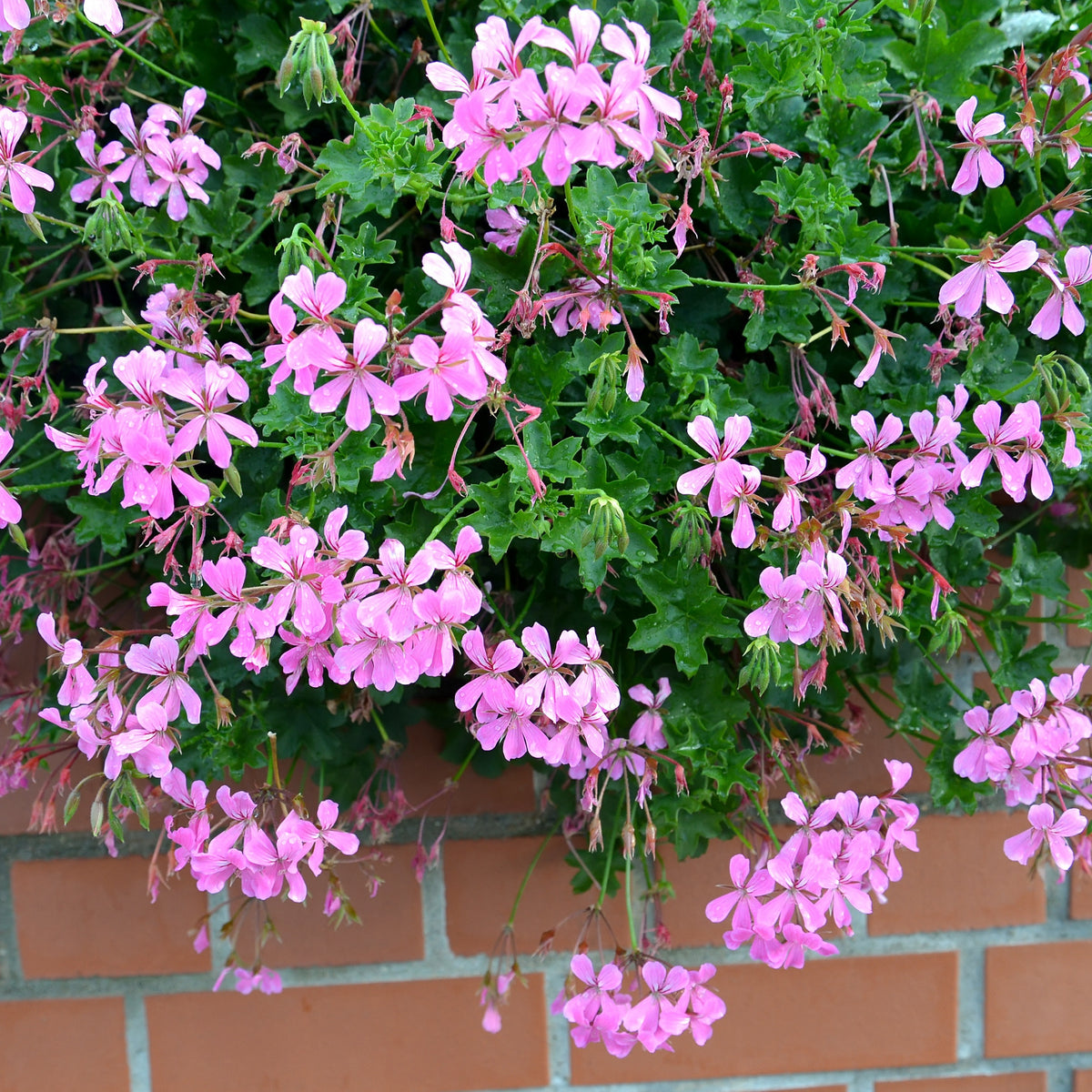 Geranium - Pelargonium - Hangende geranium - roze - Pelargonium peltatum