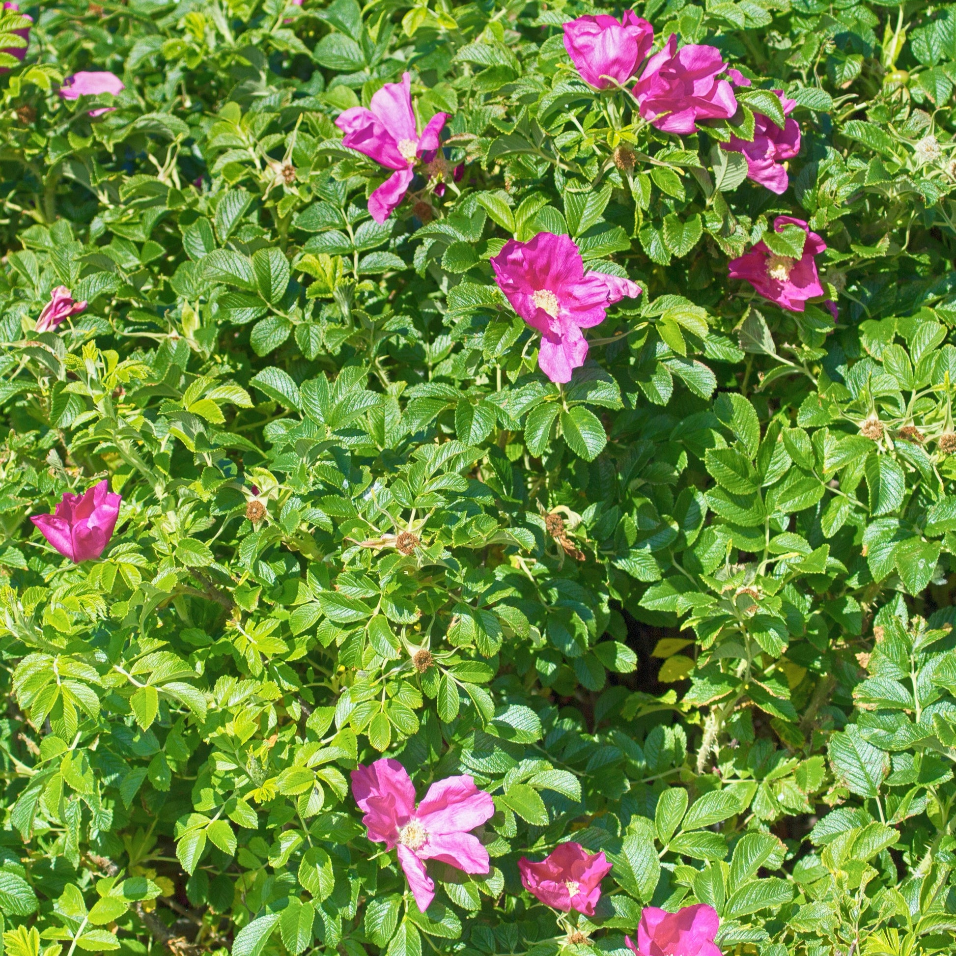 Wilde roos 'Rubra' - Rosa rugosa rubra - Plantsoort