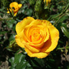 Struikroos - geel - Rosa - Tuinplanten