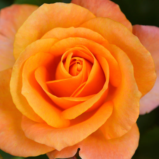 Roos - oranje - Rosa - Tuinplanten