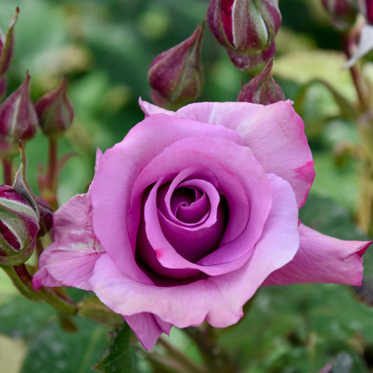 Roos - paars - Rosa - Tuinplanten