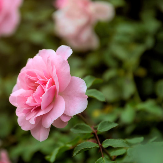 Borderroos roze - Rosa - Tuinplanten