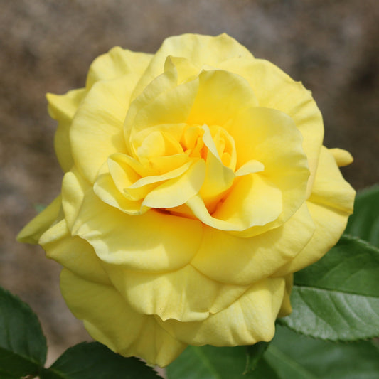 Borderroos geel - Rosa - Tuinplanten