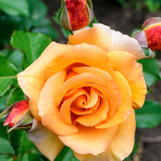 Klimroos - oranje - Rosa - Tuinplanten