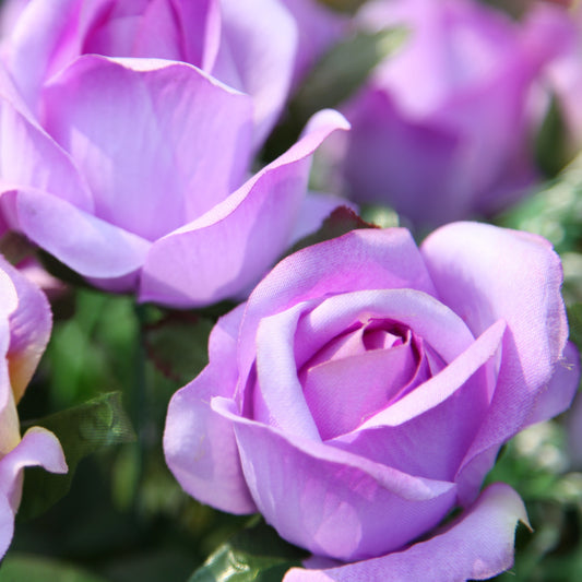 Klimroos - paars - Rosa - Tuinplanten