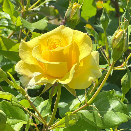 Klimrood - geel - Rosa - Tuinplanten
