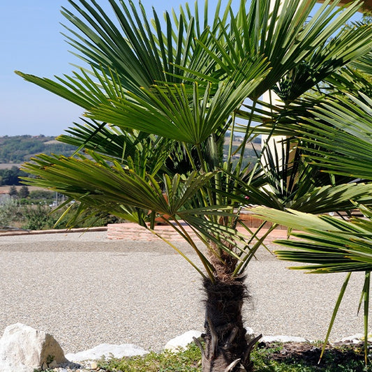 De dwerg-Chusan-henneppalm - Bakker