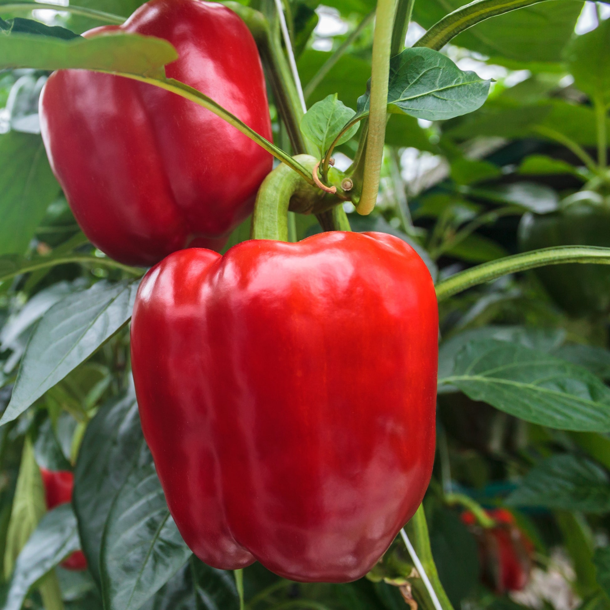 Paprika 'Sonar F1' - Capsicum anuum sonar f1 - Moestuin