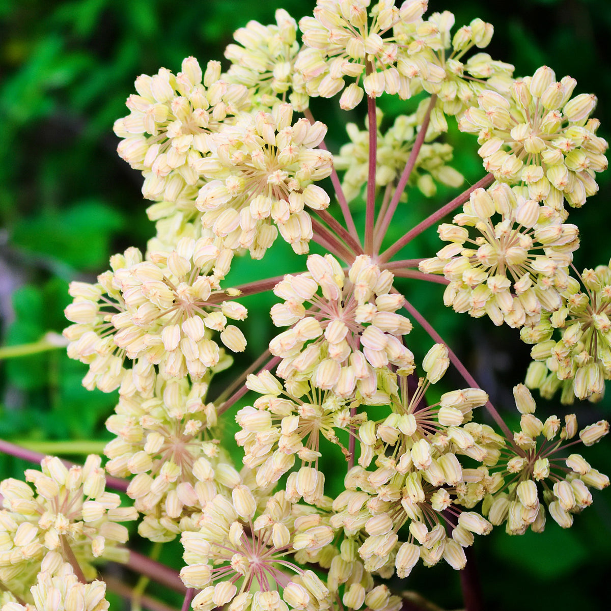 Vaste planten - Grote engelwortel - Angelica archangelica
