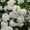 Spierstruik thungergii - Spiraea thunbergii - Heesters en vaste planten