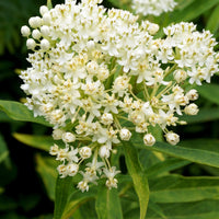 Rode zijdeplant Ice Ballet (x3) - Asclepias incarnata 'ice ballet' - Tuinplanten