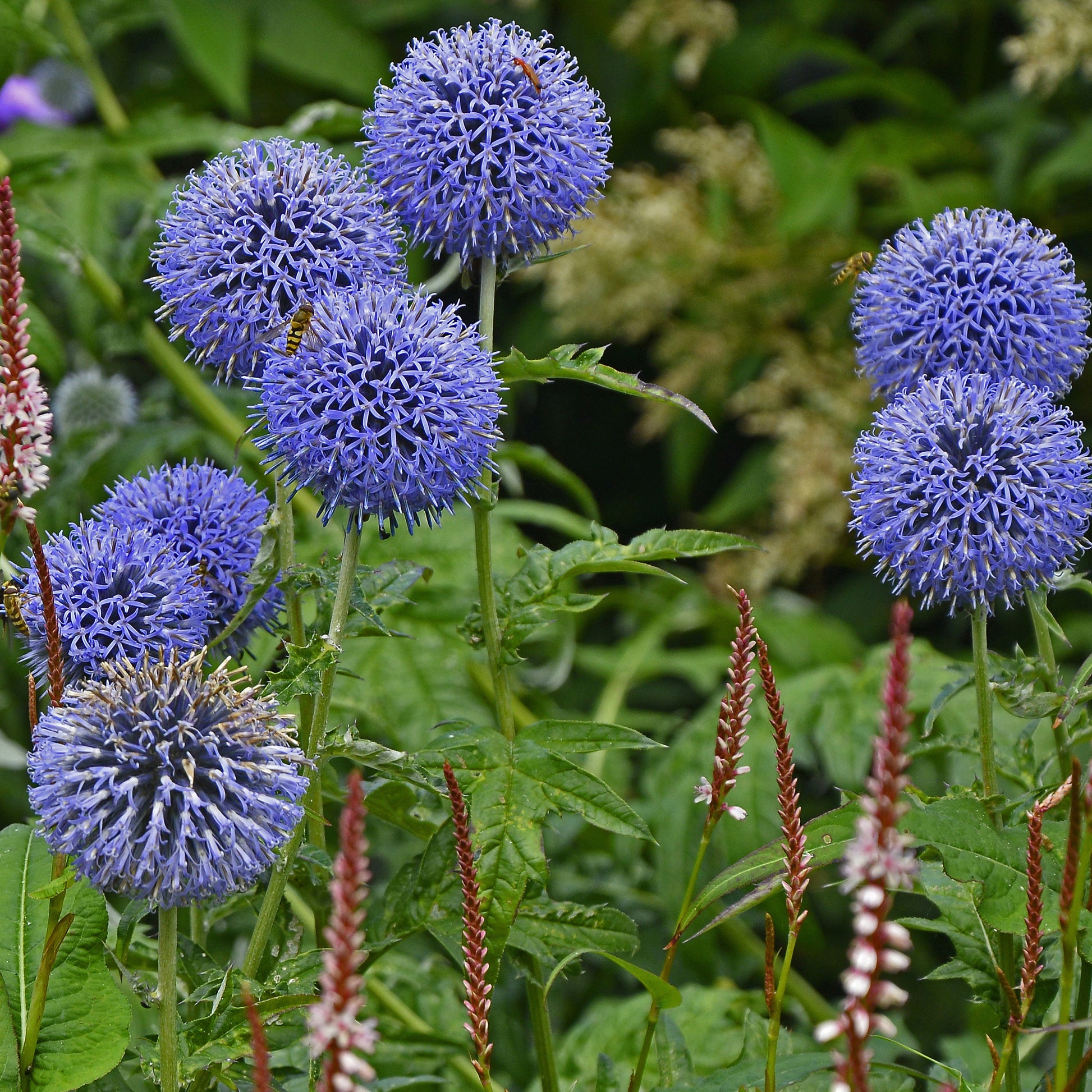 Kogeldistel Vetritch Blue (x3) - Echinops ritro 'veitch's blue' - Tuinplanten