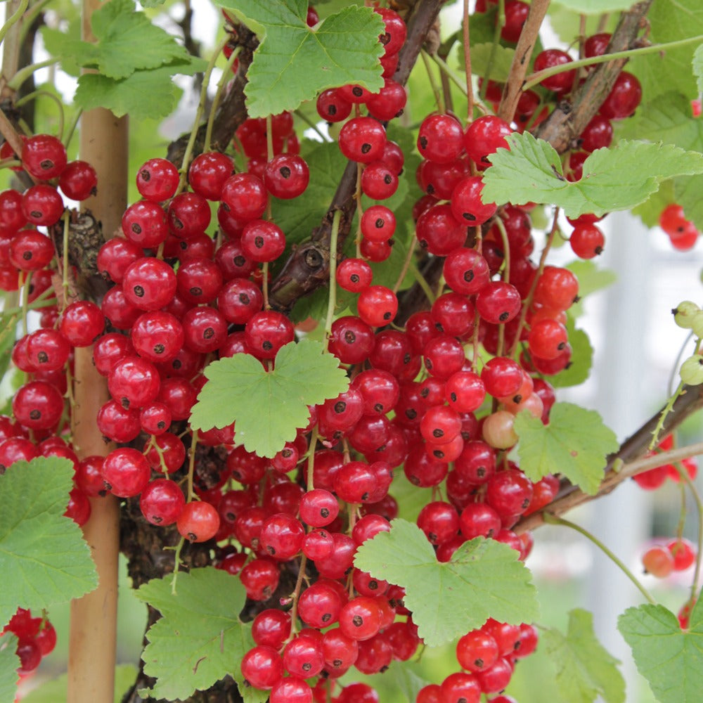 Verzameling van rode fruitbomen (x9) - Rubus idaeus 'sumo 2', ribes rubrum 'rovada', frag - Fruit