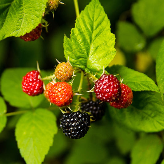 Zwarte zomer Framboos - Rubus idaeus 'black jewel' - Fruit