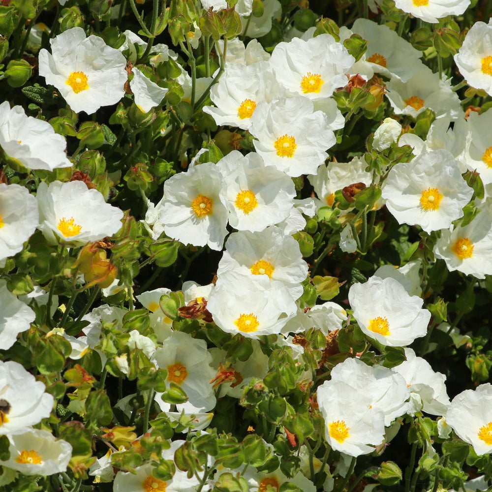 Zwarte zonneroos - Cistus salviifolius - Heesters en vaste planten