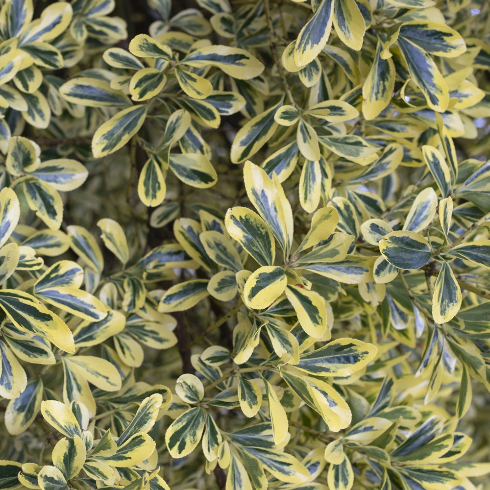 Kardinaalsmuts 'Aureomarginatus' - Euonymus japonicus Aureomarginatus - Tuinplanten