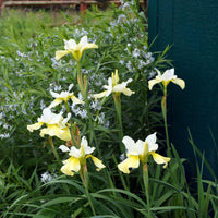 Siberische iris 'Butter and Sugar'
