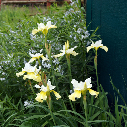 Siberische iris 'Butter and Sugar' - Bakker