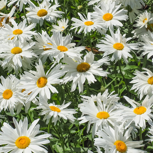Margriet 'Sweet Daisy Rebecca' - Bakker