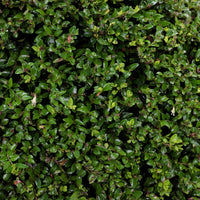 Kamperfoelie - Lonicera nitida - Tuinplanten