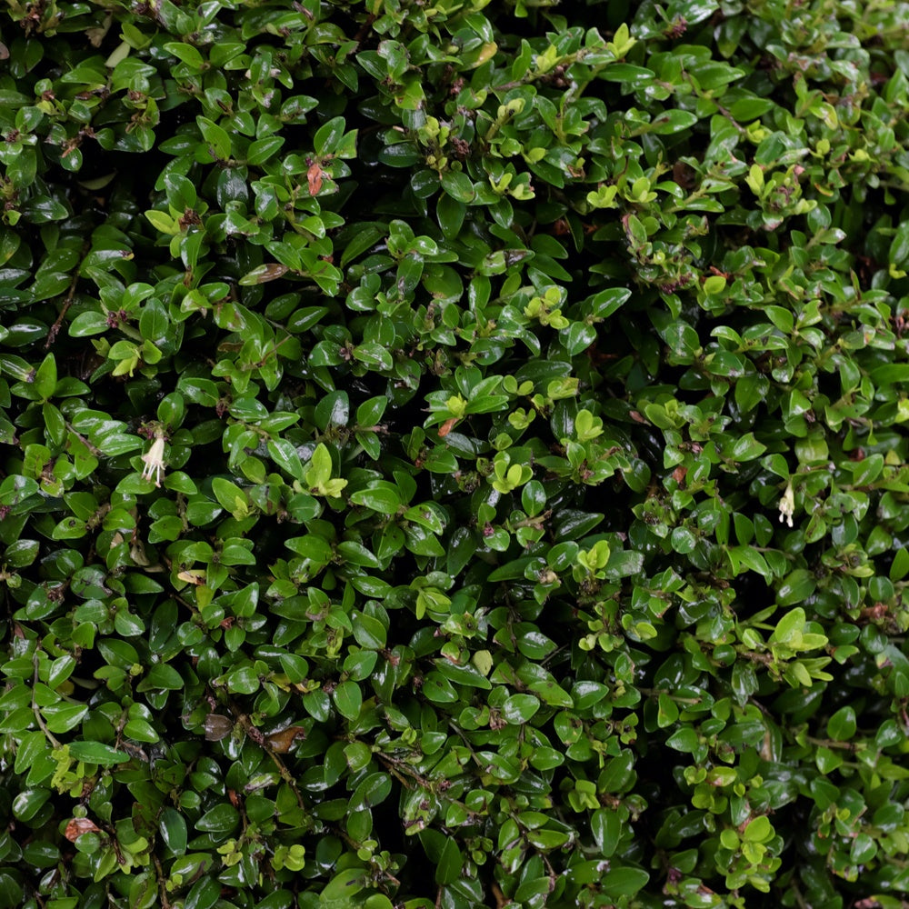 Kamperfoelie - Lonicera nitida - Bakker