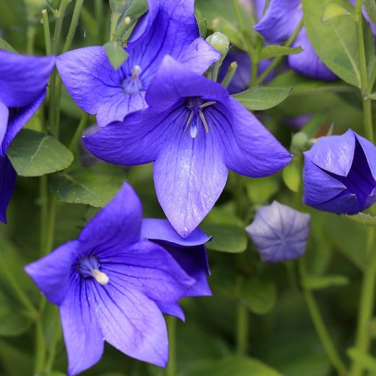 Grootbloemig balonklokje - Platycodon grandiflorus - Tuinplanten