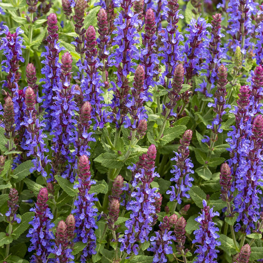 Bossalie 'Deep Purple' - Salvia sensation 'deep blue' - Tuinplanten