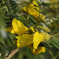 Honingboom - Sophora microphylla 'sun king' - Terras- en balkonplanten