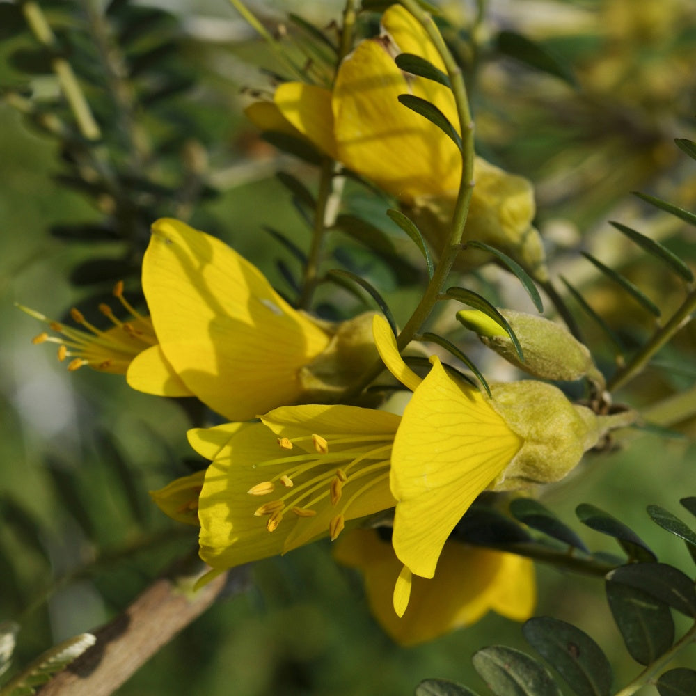 Balkon- en terrasplanten - Honingboom - Sophora microphylla Sun King