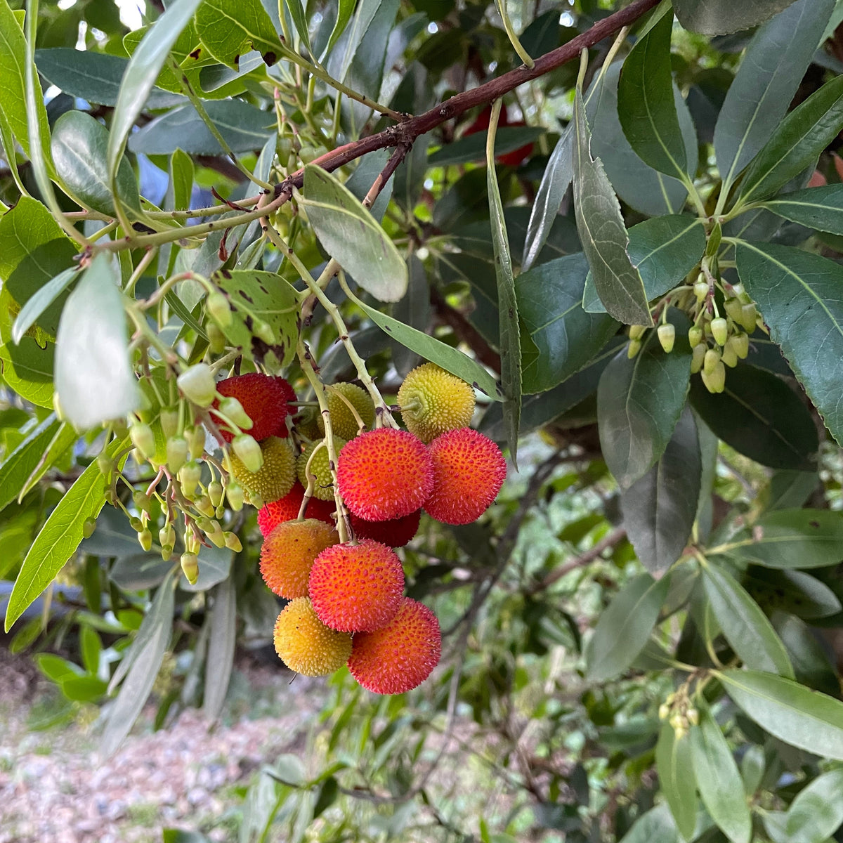 Aardbeienboom 'Atlantic' - Bakker