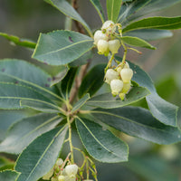 Apenboom 'Atlantic' - Arbutus unedo 'atlantic' - Type fruitbomen