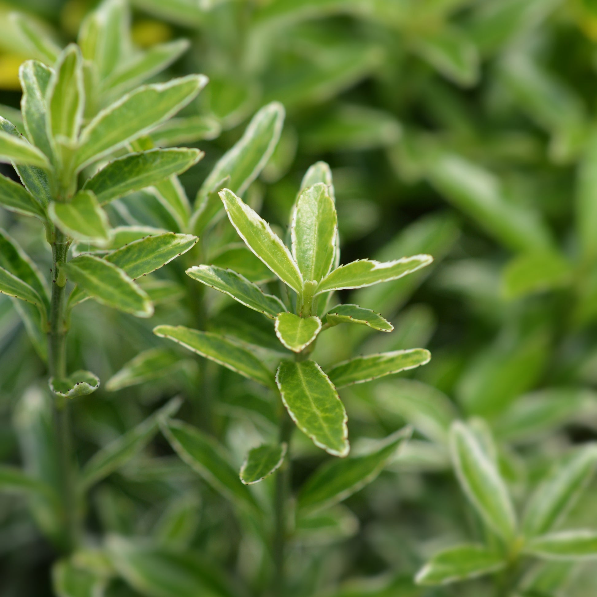 Kardinaalsmuts 'Microphyllus Albovariegatus' (x3) - Euonymus japonicus 'microphyllus albovariegatus' - Tuinplanten