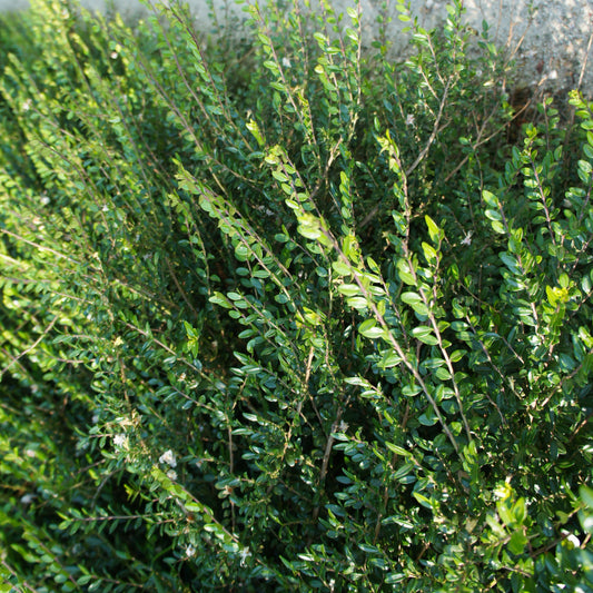 Kamperfoelie 'Maigrun' - Lonicera nitida maigrün - Tuinplanten
